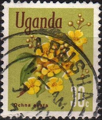 Ochna (Ochna ovata)