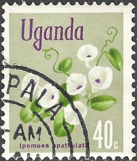 Ipomoea spathulata