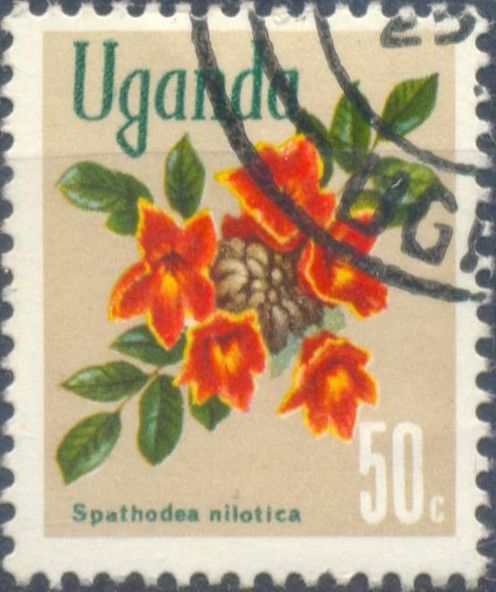 African tulip tree (Spathodea nilotica)