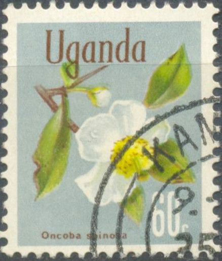 Snuff-box tree (Oncoba spinosa)