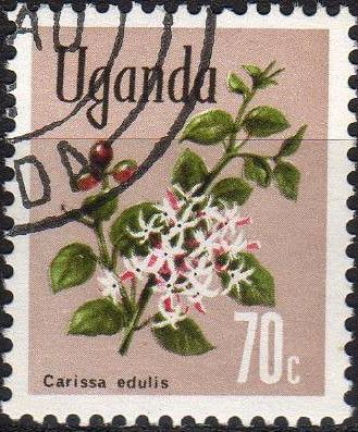 Akamba (Carissa edulis)