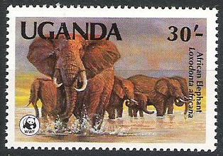 African Elephant (Loxodonta africana)