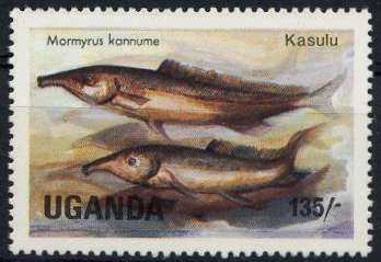 Elephant-snout Fish (Mormyrus kannume)