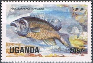 Cichlid (Haplochromis brownae)