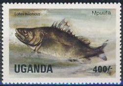 Nile Perch (Lates niloticus)