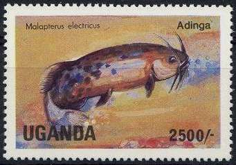 African Electric Catfish (Malapterus electricus)