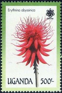 Erythrina abyssinica