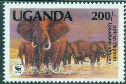 African Elephant (Loxodonta africana)