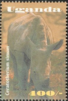 White Rhinoceros (Ceratotherium simum)
