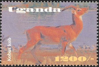 Kob (Kobus kob)