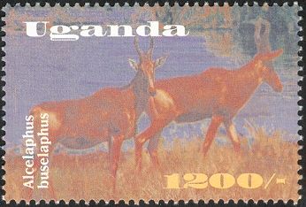 Kongoni (Alcelaphus buselaphus)