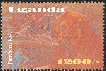 Lion (Panthera leo)