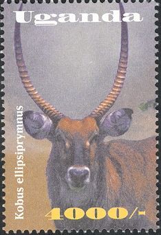 Waterbuck (Kobus ellipsiprymnus)