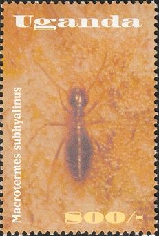 Mendi Termite (Macrotermes subhyalinus)
