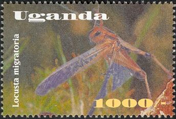 African Migratory Locust (Locusta migratoria)