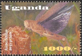 Egyptian Locust (Anacridium aegyptium)