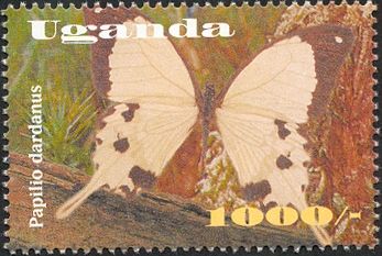 African Swallowtail (Papilio dardanus)