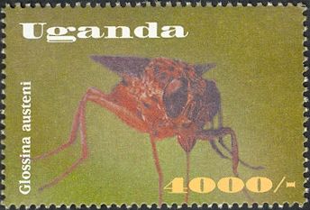 Tsetse Fly (Glossina austeni)