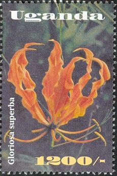 Gloriosa superba