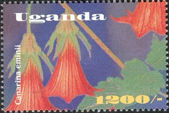 Canarina eminii