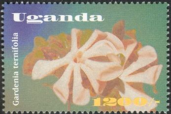 Gardenia ternifolia