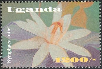 Nymphaea lotus