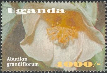 Abutilon grandiflorum