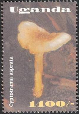 Cyptotrama asprata