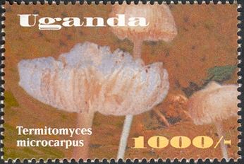Termitomyces microcarpus