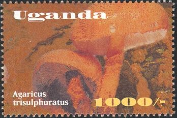 Agaricus trisulphuratus