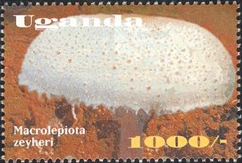 Macrolepiota zeyheri