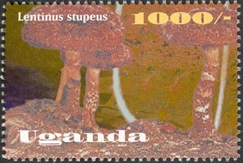 Lentinus stupeus