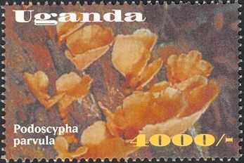 Podoscypha parvula