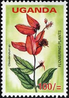 Clerodendrum sp