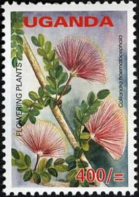 Calliandra haemotocephala