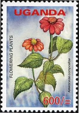 Asteraceae Compositae
