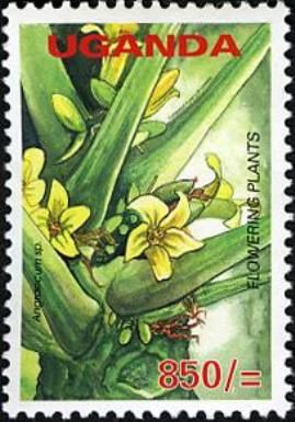 Angraecum sp.
