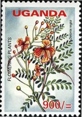 Delonix regia