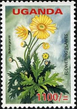 Bidens grantii