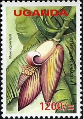 Musa sapientum