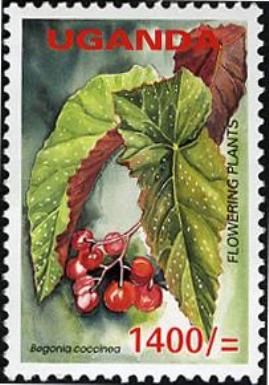 Begonia coccinea