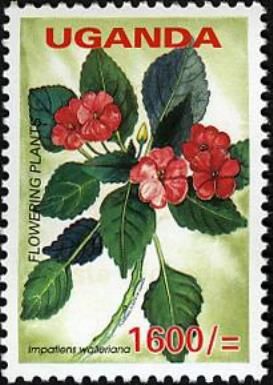Impatiens walleriana