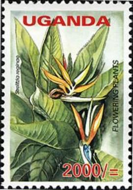Common Bird-of-paradise Flower (Strelitzia reginae)