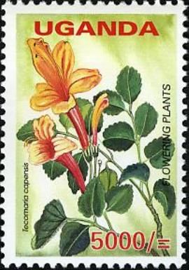 Tecomaria capensis