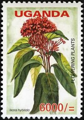 Ixora hybrida