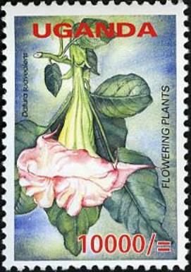 Datura suaveolens