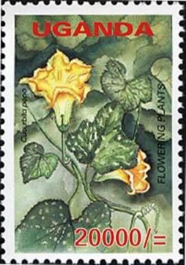 Cucurbita pepo