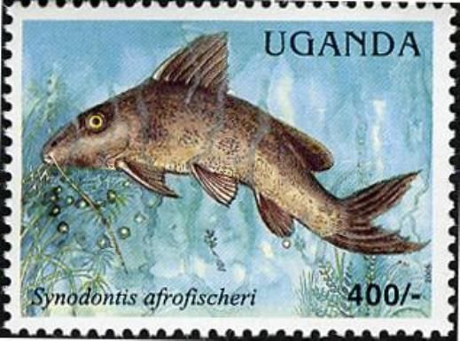 Fischer's Victoria Squeaker (Synodontis afrofischeri)