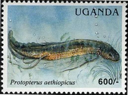 Marbled Lungfish (Protopterus aethiopicus)