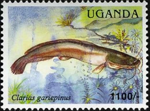 African Sharptooth Catfish (Clarias gariepinus)